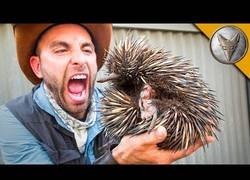 Enlace a Coyote Peterson agarra con sus manos a una enorme bola de púas