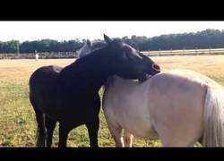 Enlace a A falta de manos, mejor son los hocicos