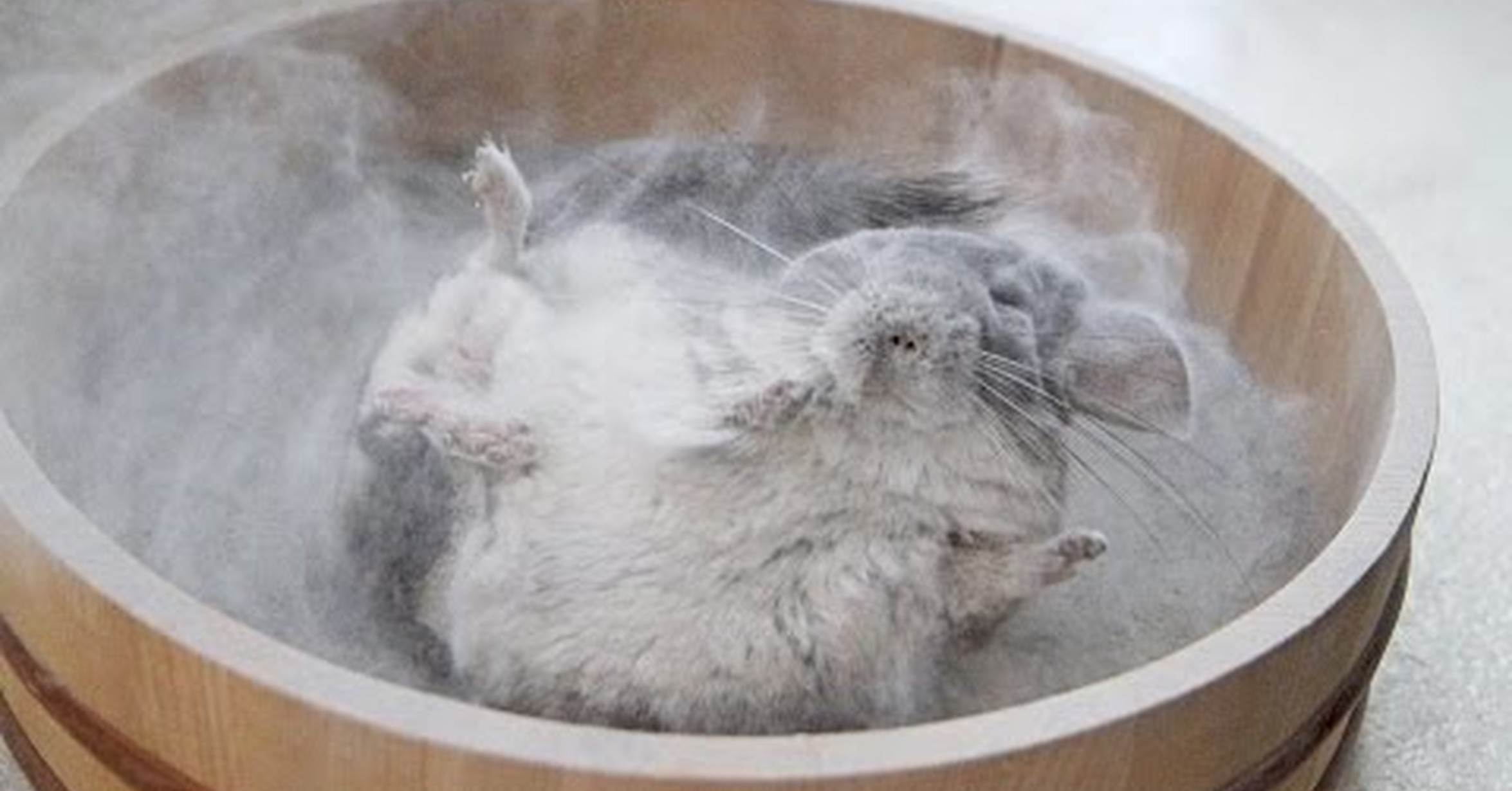 Песок для купания шиншилл. Мокрая шиншилла. Можно ли мыть шиншиллу. Песочная ванна для шиншиллы. Можно ли мыть шиншиллу.