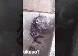 Enlace a Pillan a una rata pegándose una ducha como si fuese un humano