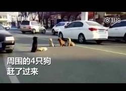 Enlace a Cuatro perros marcan territorio en una carretera a un perrito que ha sido atropellado