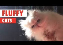 Enlace a Recopilatorio de esos gatos peludos que alegran nuestra casa