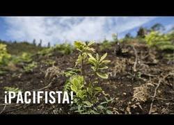 Enlace a El Naya: La ruta por donde entra el 90% de la cocaina a Estados Unidos y que nadie menciona