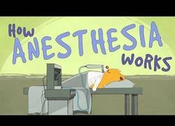 Enlace a ¿Cómo funciona la anestesia? - Steven Zheng