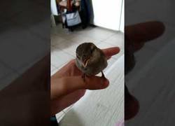 Enlace a Le canta una preciosa canción al gorrión y se queda totalmente embobado