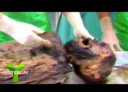 Enlace a Hacen la autopsia de un caballero medieval que murió luchando hace 700 años