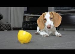 Enlace a Este perrito encuentra el mejor jueguete en un limón