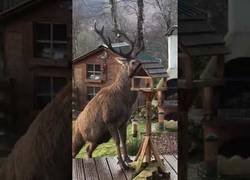 Enlace a La sorpresa que se llevó esta familia al ver qué animal había arrasando la comida de sus pájaros