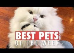 Enlace a Los animales de compañía más adorables de la última semana