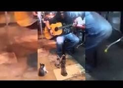 Enlace a Este tío con una guitarra mantuvo hipnotizado a una manada de gatos