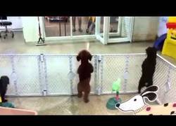 Enlace a La alegría de este perrito al reencontrarse con su dueño en la guardería