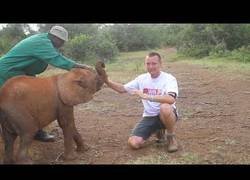 Enlace a El elefante que solo quería jugar