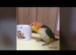 Enlace a Este pajarico tiene caro que esta taza no se llena sola