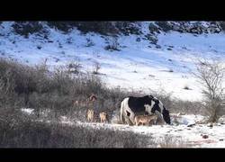Enlace a ¿Es este el caballo más valiente de la historia?
