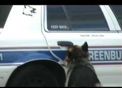 Enlace a Este perro policía es lo más inteligente qu ehe visto en los últimos tiempos