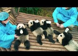 Enlace a Presentan el tráiler de 'PANDAS', el documental que se podrá ver en IMAX