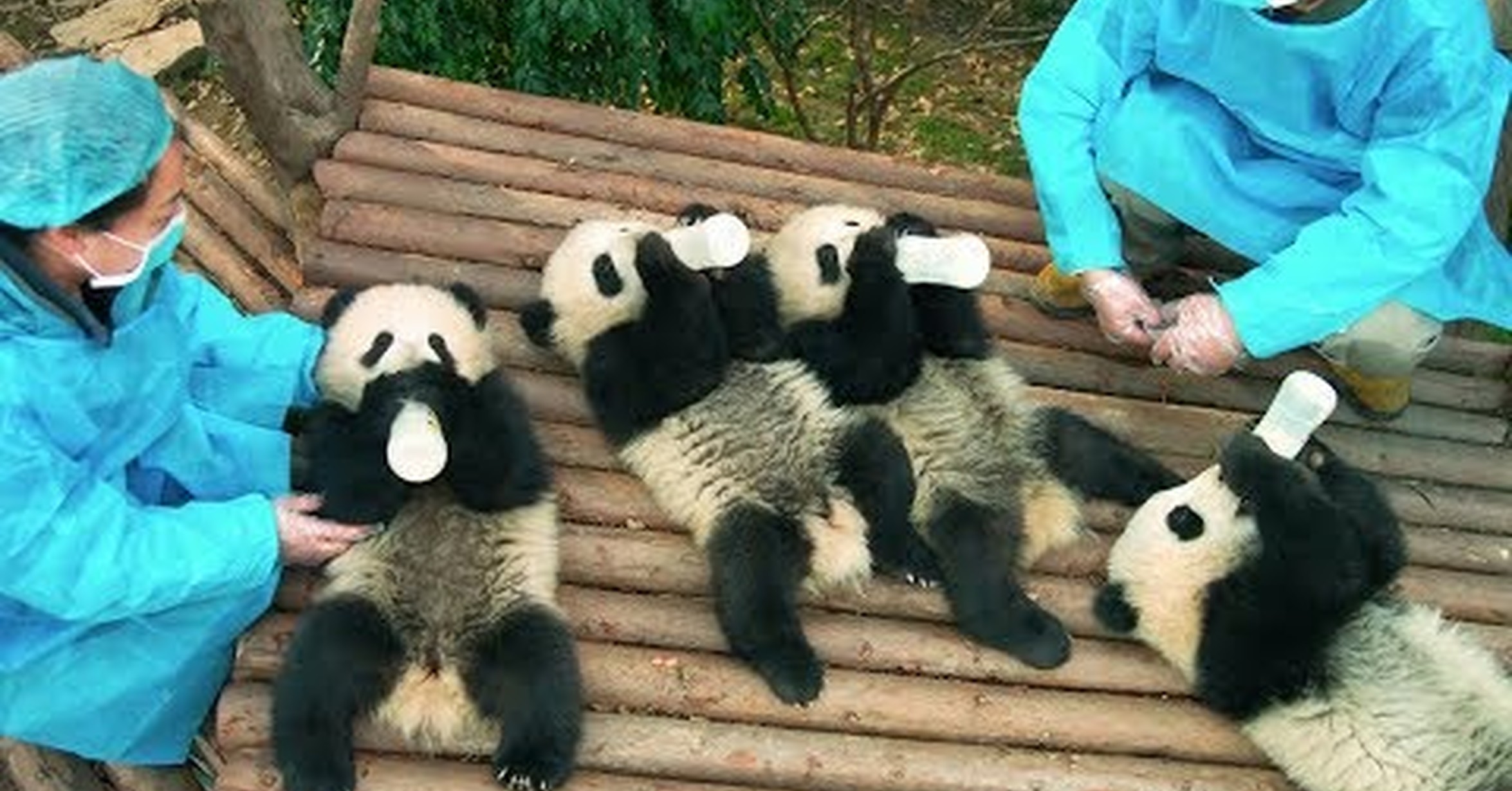 панда обои. панда и человек. берлинский зоопарк. панда в зоопарке за стеклом. красная панда в московском зоопарке.