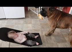 Enlace a ¿Un boxer peligroso? Eso es porque no le has visto jugando con este bebé