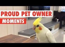 Enlace a Momentos en los que tu animal de compañía te hace sentir orgulloso