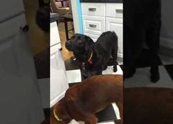 Enlace a Misión imposible es lo de este perro intentando comer zanahorias