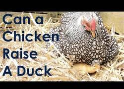 Enlace a ¿Puede una gallina criar un pato?