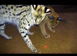 Enlace a Poniendo a prueba a los grandes felinos del mundo con un puntero laser