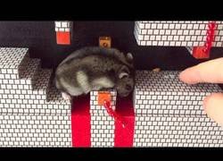Enlace a Pone a prueba a su hamster en mitad de un nivel de Super Mario Bros