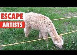 Enlace a Animales expertos en escapar de su lugar de vivir