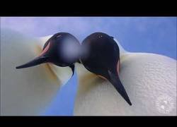 Enlace a La tremenda curiosidad de estos pingüinos mientras les grababa una cámara