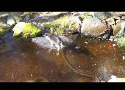 Enlace a El gato que trataba de pescar sobre una pecera totalmente congelada