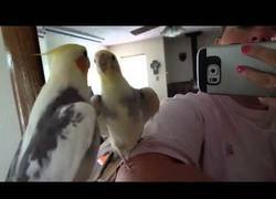 Enlace a Esta ninfa sorprende al mundo silbando la canción de Super Mario Bros