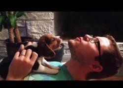 Enlace a Así de adorable es como aprende este bebé de Beagle a aullar por primera vez