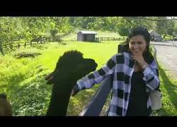 Enlace a Se pasa de sobona tocando a una Alpaca y ella finalmente se cansa contraatacando