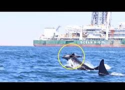 Enlace a El terrible ataque de dos orcas a un delfín ante la mirada de los científicos