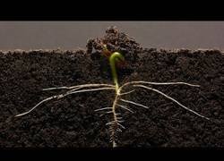 Enlace a El crecimiento diario de una alubia