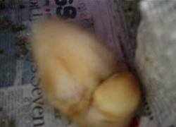 Enlace a Los ronquidos de un patito mientras hacía la siesta