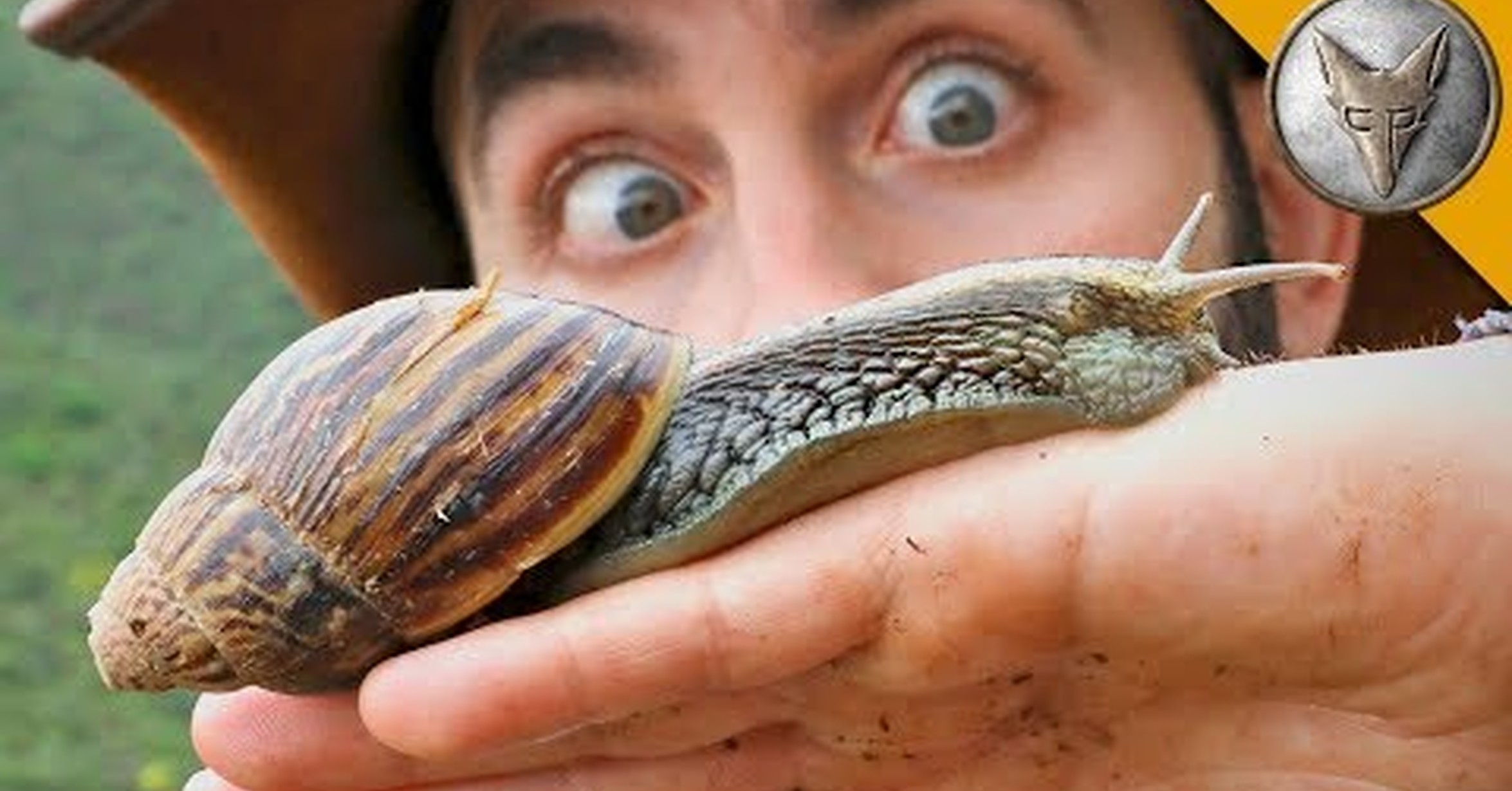 тигровая улитка ахатина самая большая. гигантская улитка ахатина. гигантских улиток ахатин. африканская улитка ахатина. покажи самую большую улитку.