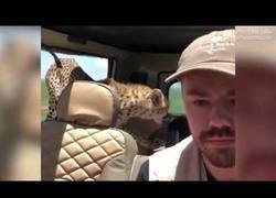 Enlace a El terrible momento en el que estaba tan tranquilo de safari y se le coló un guepardo