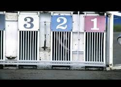 Enlace a Carrera de perros galgos en cámara lenta