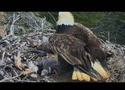 Enlace a Así vivieron esta familia de águilas un terremoto en todo lo alto de su nido