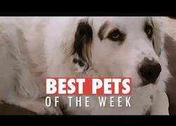 Enlace a Los animales más bonicos que hemos conocido esta semana de abril