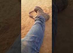 Enlace a Se le mete una serpiente venenosa por todo el pantalón y no sabe qué hacer