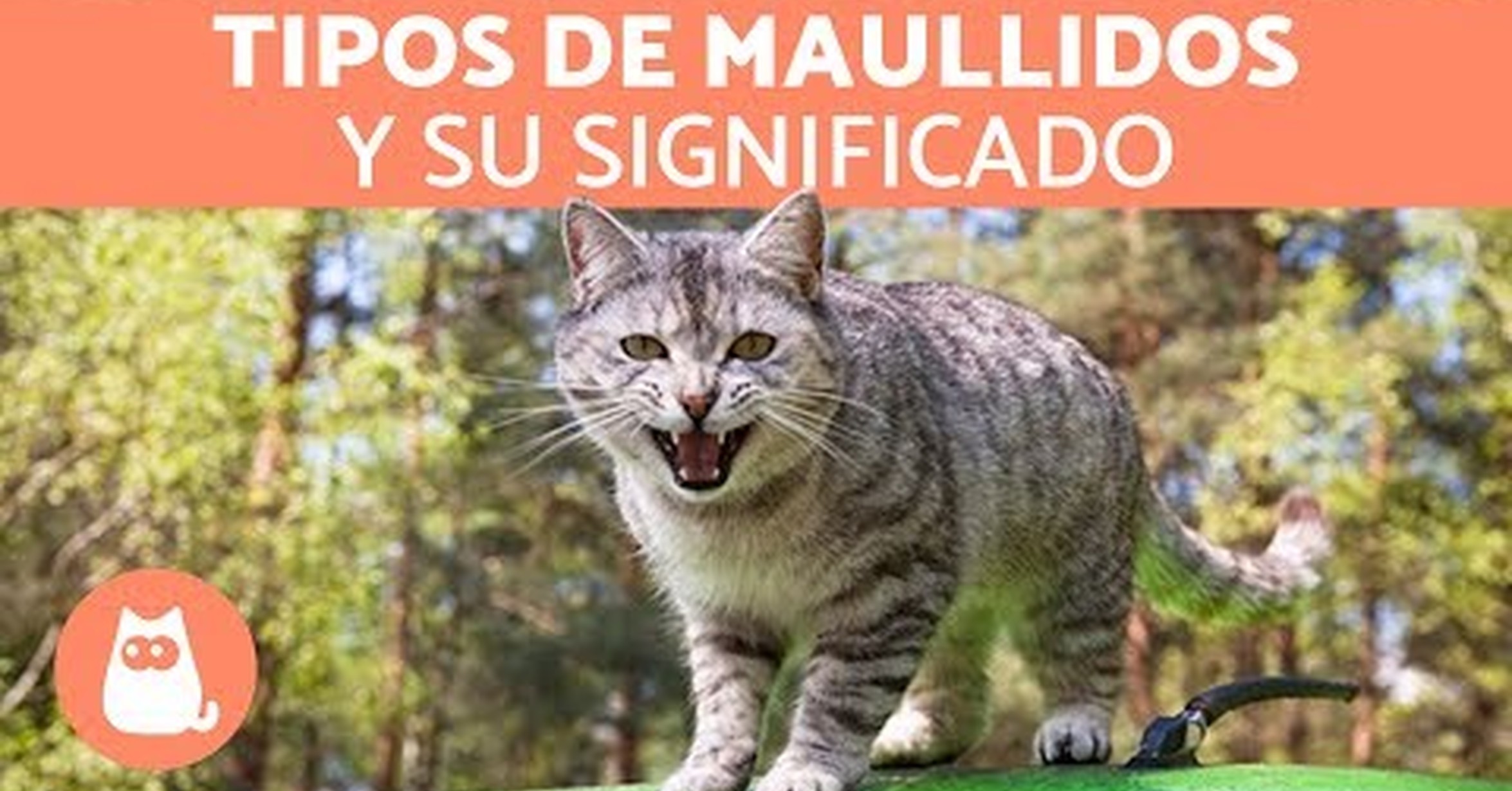¡No tengo tele! / Así hablan los gatos