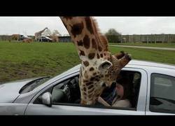 Enlace a El grave incidente con esta jirafa que metió la cabeza en un coche buscando comida
