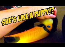 Enlace a Este tucán necesita más atención y así se lo hace saber a su dueño