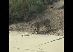Enlace a La brutal pelea entre un lince y una serpiente de cascabel