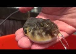 Enlace a Así es como un pez globo deja todo el agua fuera de su cuerpecito