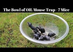 Enlace a Un bol con aceite es la trampa más diabólica para unas ratas