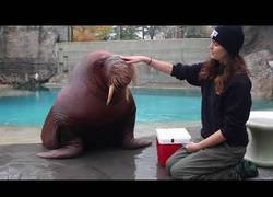 Enlace a Esta es la forma de entrenar a una morsa