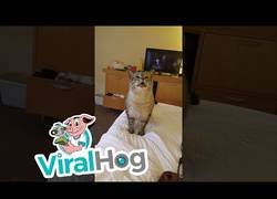 Enlace a El estornudo de este gatico es demasiado adorable